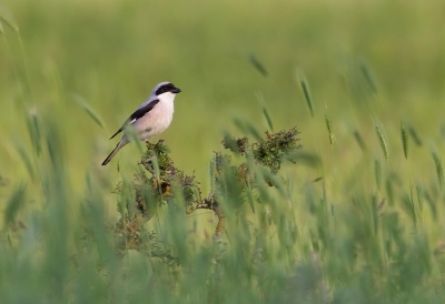 <i class='fa fa-user'></i>&nbsp;charlysax&nbsp;|   Kleine Klapekster&nbsp; <i class='fa fa-eye'>&nbsp;398</i> &nbsp;<i class='fa fa-thumbs-up'>&nbsp;4</i> &nbsp; <i class='fa fa-comment-o'>&nbsp;7</i>