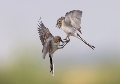 <i class='fa fa-user'></i>&nbsp;Henk Laverman&nbsp;|   Witte Kwikstaart&nbsp; <i class='fa fa-eye'>&nbsp;438</i> &nbsp;<i class='fa fa-thumbs-up'>&nbsp;5</i> &nbsp; <i class='fa fa-comment-o'>&nbsp;11</i>