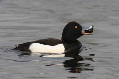 Canon EOS 20D, Canon EF 600mm f/4L IS USM + EF 1.4x II,
Tv, 1/500sec, F 7.1, ISO 400