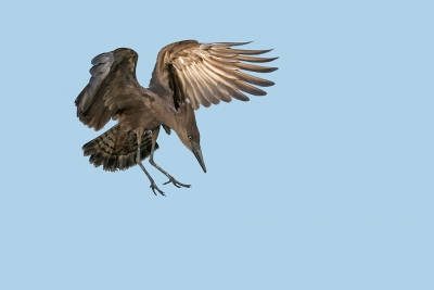 <i class='fa fa-user'></i>&nbsp;pabos&nbsp;|   Hamerkop&nbsp; <i class='fa fa-eye'>&nbsp;439</i> &nbsp; <i class='fa fa-comment-o'>&nbsp;4</i>