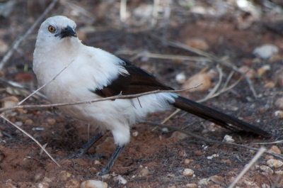 Deze gaai-achtige heb ik in Botswana in de Kalahari gefotografeerd, maar kan hem niet determineren. wie weet welke soort dit is? Hij is qua formaat vergelijkbaar met onze ekster.