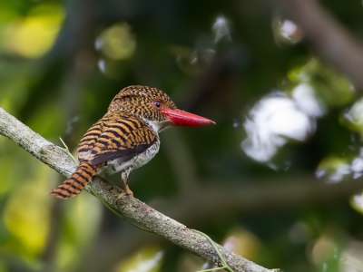 <i class='fa fa-user'></i>&nbsp;Paul van Giersbergen&nbsp;|   Zebraijsvogel&nbsp; <i class='fa fa-eye'>&nbsp;285</i> &nbsp;<i class='fa fa-thumbs-up'>&nbsp;1</i> &nbsp; <i class='fa fa-comment-o'>&nbsp;6</i>