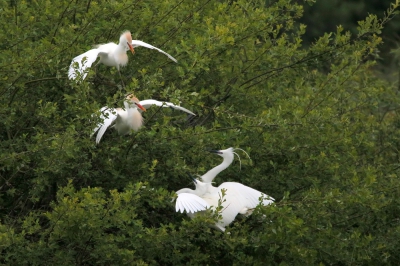 <i class='fa fa-user'></i>&nbsp;groenvogel57&nbsp;|   Kleine Zilverreiger&nbsp; <i class='fa fa-eye'>&nbsp;352</i> &nbsp;<i class='fa fa-thumbs-up'>&nbsp;1</i> &nbsp; <i class='fa fa-comment-o'>&nbsp;9</i>