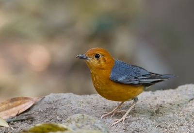 <i class='fa fa-user'></i>&nbsp;charlysax&nbsp;|   Damalijster&nbsp; <i class='fa fa-eye'>&nbsp;315</i> &nbsp;<i class='fa fa-thumbs-up'>&nbsp;1</i> &nbsp; <i class='fa fa-comment-o'>&nbsp;8</i>