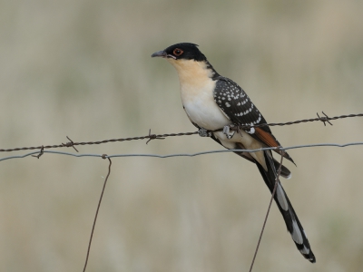 <i class='fa fa-user'></i>&nbsp;josephine&nbsp;|   Kuifkoekoek&nbsp; <i class='fa fa-eye'>&nbsp;228</i> &nbsp;<i class='fa fa-thumbs-up'>&nbsp;7</i> &nbsp; <i class='fa fa-comment-o'>&nbsp;15</i>