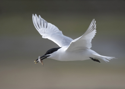 <i class='fa fa-user'></i>&nbsp;Bert Ooms&nbsp;|   Grote Stern&nbsp; <i class='fa fa-eye'>&nbsp;471</i> &nbsp;<i class='fa fa-thumbs-up'>&nbsp;5</i> &nbsp; <i class='fa fa-comment-o'>&nbsp;18</i>