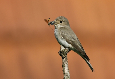 <i class='fa fa-user'></i>&nbsp;Gejo Wassink&nbsp;|   Grauwe Vliegenvanger&nbsp; <i class='fa fa-eye'>&nbsp;351</i> &nbsp;<i class='fa fa-thumbs-up'>&nbsp;11</i> &nbsp; <i class='fa fa-comment-o'>&nbsp;17</i>