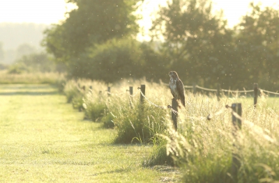 <i class='fa fa-user'></i>&nbsp;kruisje2000&nbsp;|   Buizerd&nbsp; <i class='fa fa-eye'>&nbsp;425</i> &nbsp;<i class='fa fa-thumbs-up'>&nbsp;4</i> &nbsp; <i class='fa fa-comment-o'>&nbsp;11</i>