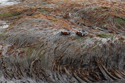 <i class='fa fa-user'></i>&nbsp;hjstukker&nbsp;|   Harlekijneend&nbsp; <i class='fa fa-eye'>&nbsp;406</i> &nbsp;<i class='fa fa-thumbs-up'>&nbsp;3</i> &nbsp; <i class='fa fa-comment-o'>&nbsp;7</i>