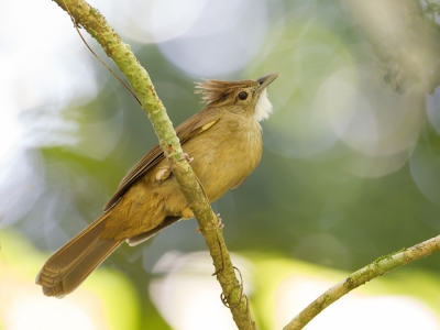 <i class='fa fa-user'></i>&nbsp;Paul van Giersbergen&nbsp;|   Rosse Baardbuulbuul&nbsp; <i class='fa fa-eye'>&nbsp;186</i> &nbsp; <i class='fa fa-comment-o'>&nbsp;1</i>