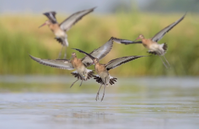 <i class='fa fa-user'></i>&nbsp;Henk Laverman&nbsp;|   Grutto&nbsp; <i class='fa fa-eye'>&nbsp;404</i> &nbsp;<i class='fa fa-thumbs-up'>&nbsp;1</i> &nbsp; <i class='fa fa-comment-o'>&nbsp;4</i>