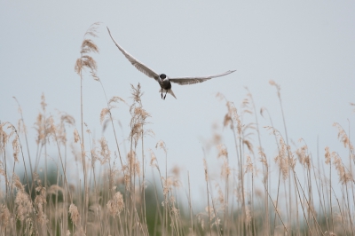 <i class='fa fa-user'></i>&nbsp;Ties Niehof&nbsp;|   Witwangstern&nbsp; <i class='fa fa-eye'>&nbsp;342</i> &nbsp;<i class='fa fa-thumbs-up'>&nbsp;3</i> &nbsp; <i class='fa fa-comment-o'>&nbsp;6</i>