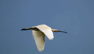 Deze prachtige lepelaar kwam naar het gebied Waal en Burg op Texel aangevlogen. Was prachtig weer en gelukkig had ik mijn 500 mm lens paraat