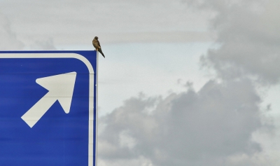 <i class='fa fa-user'></i>&nbsp;Fons Hoiting&nbsp;|   Torenvalk&nbsp; <i class='fa fa-eye'>&nbsp;521</i> &nbsp;<i class='fa fa-thumbs-up'>&nbsp;9</i> &nbsp; <i class='fa fa-comment-o'>&nbsp;19</i>