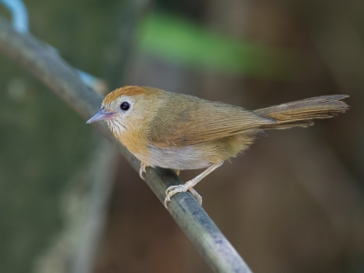 <i class='fa fa-user'></i>&nbsp;Paul van Giersbergen&nbsp;|   Humes Boomtimalia&nbsp; <i class='fa fa-eye'>&nbsp;229</i> &nbsp;<i class='fa fa-thumbs-up'>&nbsp;1</i> &nbsp; <i class='fa fa-comment-o'>&nbsp;4</i>