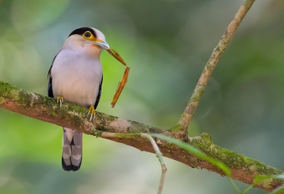 <i class='fa fa-user'></i>&nbsp;charlysax&nbsp;|   Wenkbrauwbreedbek&nbsp; <i class='fa fa-eye'>&nbsp;351</i> &nbsp;<i class='fa fa-thumbs-up'>&nbsp;7</i> &nbsp; <i class='fa fa-comment-o'>&nbsp;6</i>