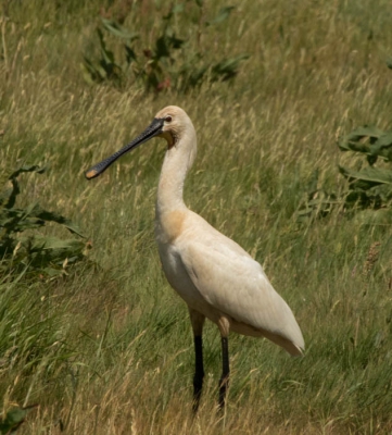 in een slootje bij de camping liep deze lepelaar. Toen ik dichterbij kwam ging hij in het land lopen