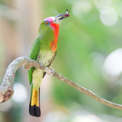 <i class='fa fa-user'></i>&nbsp;Paul van Giersbergen&nbsp;|   Roodbaardbijeneter&nbsp; <i class='fa fa-eye'>&nbsp;317</i> &nbsp;<i class='fa fa-thumbs-up'>&nbsp;4</i> &nbsp; <i class='fa fa-comment-o'>&nbsp;7</i>