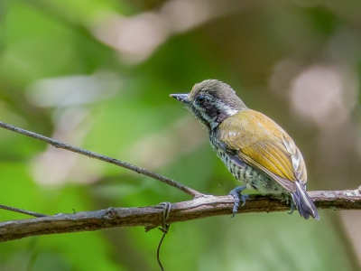 <i class='fa fa-user'></i>&nbsp;Paul van Giersbergen&nbsp;|   Aziatische Dwergspecht&nbsp; <i class='fa fa-eye'>&nbsp;198</i> &nbsp; <i class='fa fa-comment-o'>&nbsp;0</i>