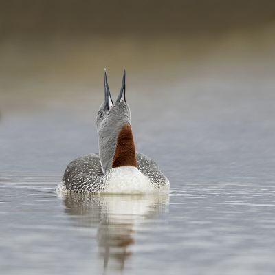 <i class='fa fa-user'></i>&nbsp;Peter Soer&nbsp;|   Roodkeelduiker&nbsp; <i class='fa fa-eye'>&nbsp;603</i> &nbsp;<i class='fa fa-thumbs-up'>&nbsp;7</i> &nbsp; <i class='fa fa-comment-o'>&nbsp;14</i>