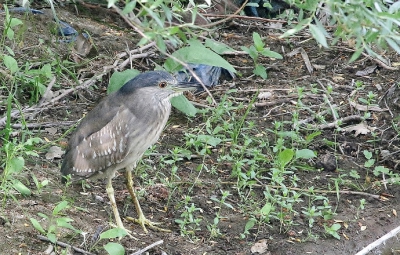 Nadat deze jaarling zich had verplaatst,konden we hem/haar ook vanaf een zijweg fotograferen.