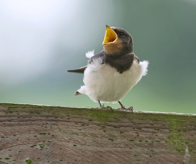 Ik zag op een hek een groepje jonge Boerenzwaluwen zitten en ben er met de auto langzaam naar toe gereden. De oudervogels kwamen steeds voer brengen en iedere keer als pa of moe voorbij kwamen gingen de bekjes open.