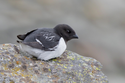 <i class='fa fa-user'></i>&nbsp;Peter Soer&nbsp;|   Kleine Alk&nbsp; <i class='fa fa-eye'>&nbsp;291</i> &nbsp;<i class='fa fa-thumbs-up'>&nbsp;2</i> &nbsp; <i class='fa fa-comment-o'>&nbsp;4</i>