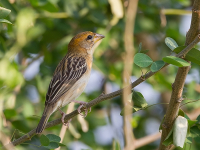 <i class='fa fa-user'></i>&nbsp;Paul van Giersbergen&nbsp;|   Bayawever&nbsp; <i class='fa fa-eye'>&nbsp;171</i> &nbsp; <i class='fa fa-comment-o'>&nbsp;0</i>