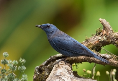 <i class='fa fa-user'></i>&nbsp;charlysax&nbsp;|   Blauwe Rotslijster&nbsp; <i class='fa fa-eye'>&nbsp;317</i> &nbsp;<i class='fa fa-thumbs-up'>&nbsp;2</i> &nbsp; <i class='fa fa-comment-o'>&nbsp;7</i>