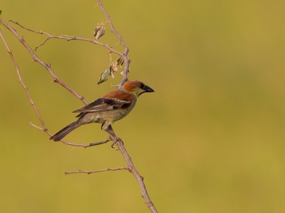 <i class='fa fa-user'></i>&nbsp;Paul van Giersbergen&nbsp;|   Geelbuikmus&nbsp; <i class='fa fa-eye'>&nbsp;162</i> &nbsp; <i class='fa fa-comment-o'>&nbsp;0</i>