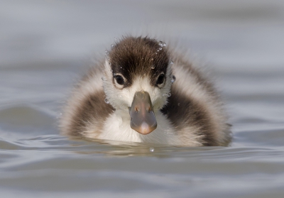 <i class='fa fa-user'></i>&nbsp;Henk Laverman&nbsp;|   Bergeend&nbsp; <i class='fa fa-eye'>&nbsp;249</i> &nbsp;<i class='fa fa-thumbs-up'>&nbsp;3</i> &nbsp; <i class='fa fa-comment-o'>&nbsp;7</i>