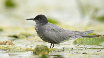 <i class='fa fa-user'></i>&nbsp;Peter Stam&nbsp;|   Zwarte Stern&nbsp; <i class='fa fa-eye'>&nbsp;233</i> &nbsp; <i class='fa fa-comment-o'>&nbsp;2</i>