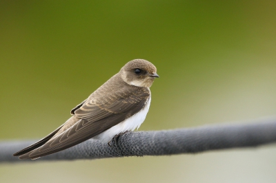 <i class='fa fa-user'></i>&nbsp;Rob Belterman&nbsp;|   Oeverzwaluw&nbsp; <i class='fa fa-eye'>&nbsp;290</i> &nbsp;<i class='fa fa-thumbs-up'>&nbsp;5</i> &nbsp; <i class='fa fa-comment-o'>&nbsp;11</i>