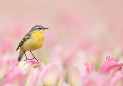 <i class='fa fa-user'></i>&nbsp;Wilfried Solarz&nbsp;|   Gele Kwikstaart&nbsp; <i class='fa fa-eye'>&nbsp;336</i> &nbsp;<i class='fa fa-thumbs-up'>&nbsp;13</i> &nbsp; <i class='fa fa-comment-o'>&nbsp;13</i>