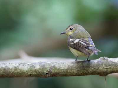 <i class='fa fa-user'></i>&nbsp;Paul van Giersbergen&nbsp;|   Driekleurenvliegenvanger&nbsp; <i class='fa fa-eye'>&nbsp;137</i> &nbsp; <i class='fa fa-comment-o'>&nbsp;0</i>