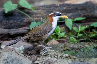 <i class='fa fa-user'></i>&nbsp;Paul van Giersbergen&nbsp;|   Witbrauwkruiplijster&nbsp; <i class='fa fa-eye'>&nbsp;175</i> &nbsp; <i class='fa fa-comment-o'>&nbsp;2</i>