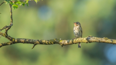 <i class='fa fa-user'></i>&nbsp;erik1966&nbsp;|   Boompieper&nbsp; <i class='fa fa-eye'>&nbsp;304</i> &nbsp;<i class='fa fa-thumbs-up'>&nbsp;6</i> &nbsp; <i class='fa fa-comment-o'>&nbsp;8</i>