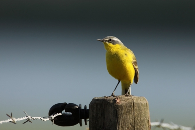 Oude foto maar mijn eerste goede stapjes op de vogelfotografie. Ook gelijk mijn eerste ontmoeting met de gele kwikstaart.