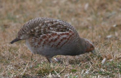 Het was vandaag erg slecht weer .
Maar toch erop uit gegaan .
Hoe later in de middag hoe meer mist en regen .
Deze patrijs zat in de buurt van het grevelinge meer .
Je ziet ze steeds minder vind ik .