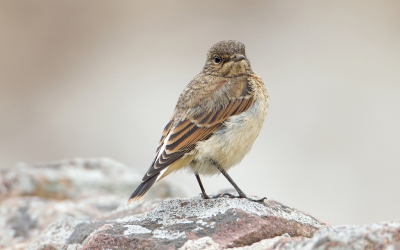 <i class='fa fa-user'></i>&nbsp;Daan Schoonhoven&nbsp;|   Tapuit&nbsp; <i class='fa fa-eye'>&nbsp;223</i> &nbsp; <i class='fa fa-comment-o'>&nbsp;4</i>