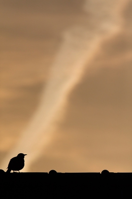 <i class='fa fa-user'></i>&nbsp;Bouke Atema&nbsp;|   Merel&nbsp; <i class='fa fa-eye'>&nbsp;368</i> &nbsp;<i class='fa fa-thumbs-up'>&nbsp;10</i> &nbsp; <i class='fa fa-comment-o'>&nbsp;19</i>