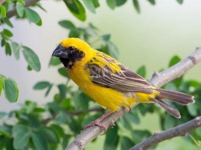 <i class='fa fa-user'></i>&nbsp;Paul van Giersbergen&nbsp;|   Geelbuikbayawever&nbsp; <i class='fa fa-eye'>&nbsp;148</i> &nbsp; <i class='fa fa-comment-o'>&nbsp;2</i>