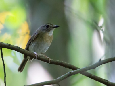 <i class='fa fa-user'></i>&nbsp;Paul van Giersbergen&nbsp;|   Olijfrugjunglevliegenvanger&nbsp; <i class='fa fa-eye'>&nbsp;147</i> &nbsp; <i class='fa fa-comment-o'>&nbsp;1</i>