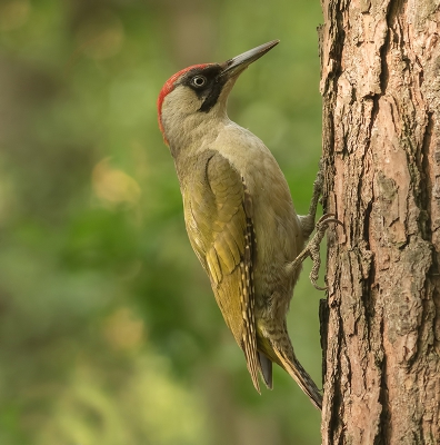 <i class='fa fa-user'></i>&nbsp;Jurgen Maassen&nbsp;|   Groene Specht&nbsp; <i class='fa fa-eye'>&nbsp;341</i> &nbsp;<i class='fa fa-thumbs-up'>&nbsp;8</i> &nbsp; <i class='fa fa-comment-o'>&nbsp;12</i>