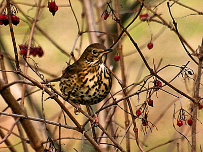 Ik dacht eerst dat het een Koperwiek was, maar mij werd verteld dat het toch een zanglijster is.

Camera Canon EOS 300D - lens Sigma 70-300 APO
