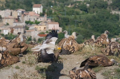 <i class='fa fa-user'></i>&nbsp;Marco Simonis&nbsp;|   Aasgier&nbsp; <i class='fa fa-eye'>&nbsp;276</i> &nbsp;<i class='fa fa-thumbs-up'>&nbsp;1</i> &nbsp; <i class='fa fa-comment-o'>&nbsp;5</i>