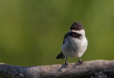 <i class='fa fa-user'></i>&nbsp;charlysax&nbsp;|   Rouwmees&nbsp; <i class='fa fa-eye'>&nbsp;210</i> &nbsp; <i class='fa fa-comment-o'>&nbsp;0</i>