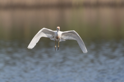 Deze vogel kwam recht op mij aanvliegen en voor de schuiltent afbuigend zodat ik deze foto kon maken .