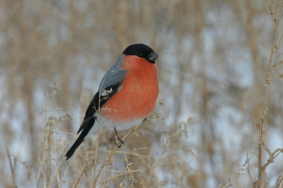Canon EOS 300D, Sigma APO 50-500mm F4-6.3EX HSM,
f 500mm, Tv, 1/200sec, F 16.0, ISO 400