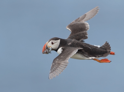 <i class='fa fa-user'></i>&nbsp;Eric van Roon&nbsp;|   Papegaaiduiker&nbsp; <i class='fa fa-eye'>&nbsp;363</i> &nbsp;<i class='fa fa-thumbs-up'>&nbsp;2</i> &nbsp; <i class='fa fa-comment-o'>&nbsp;4</i>